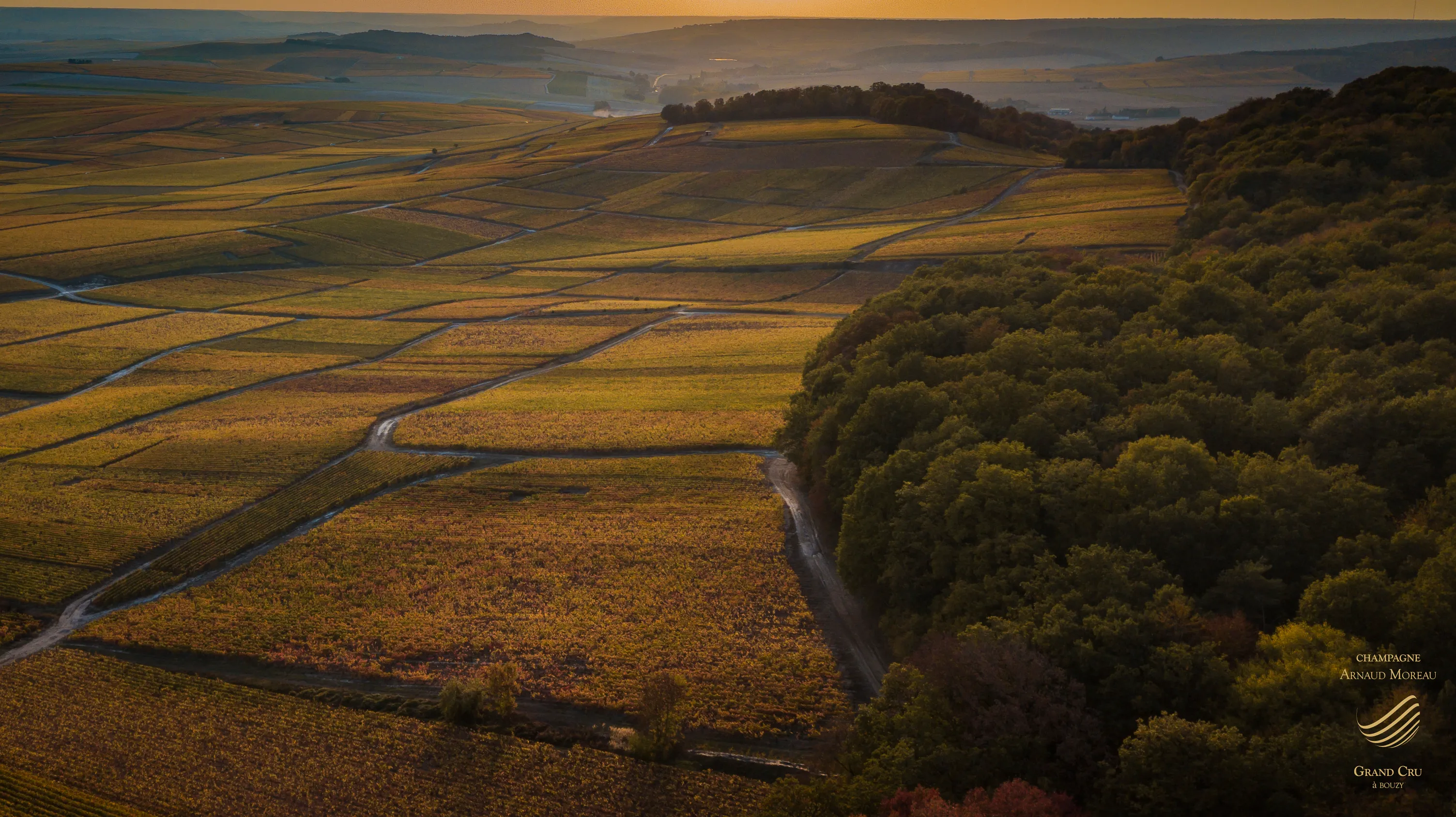 Les coteaux du vignoble de Bouzy à la fin du jour