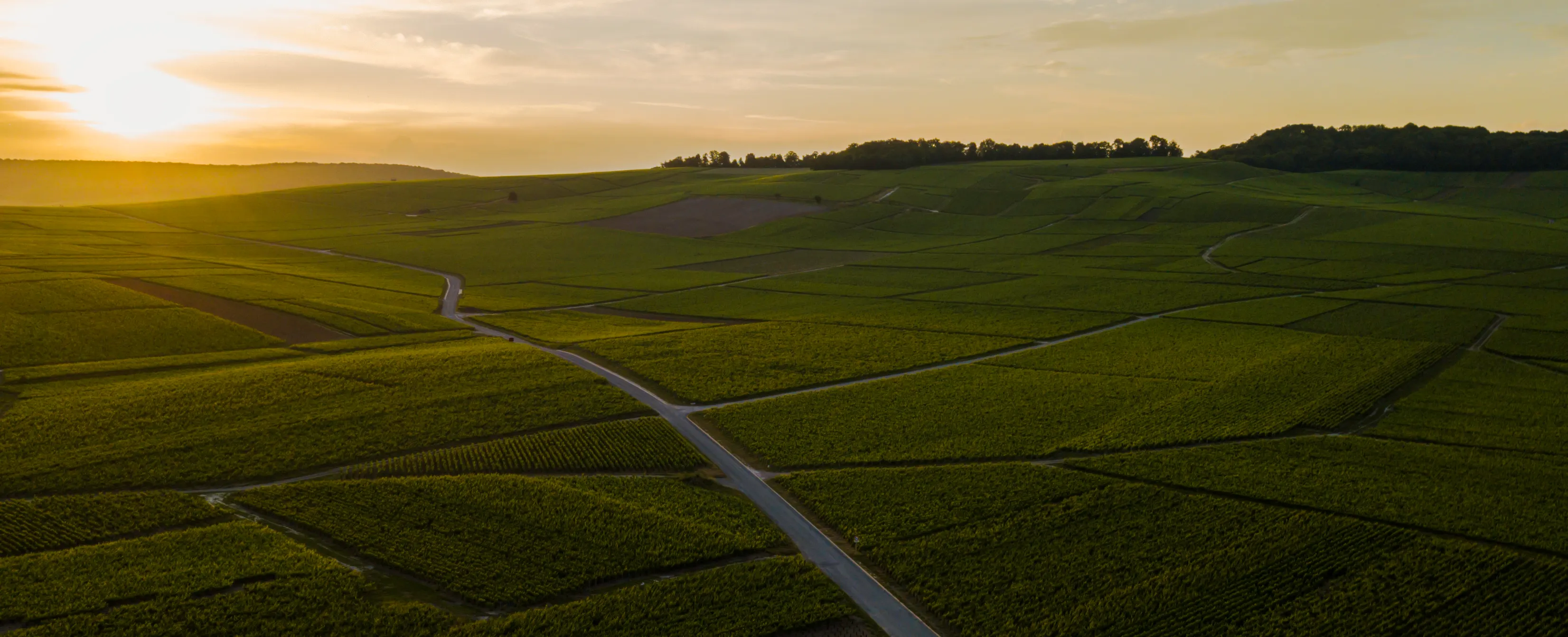 Vue aérienne du vignoble de Bouzy